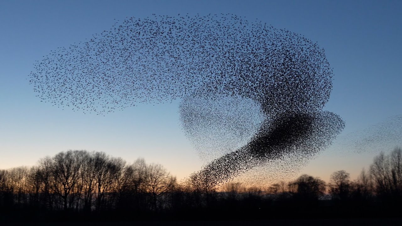 A Murmuration of Starlings